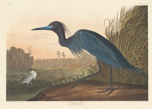 Blauwe Kraanvogel of Reiger