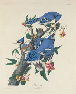 Blauwe gaai, 1831