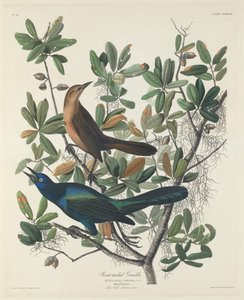 Bootstaarttroepiaal, 1834