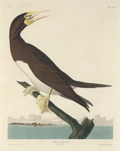 Jan-van-gent, 1834