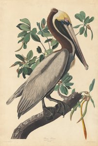 Bruine pelikaan, 1835