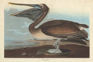 Bruine pelikaan, 1838