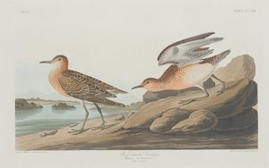 Buff-breasted Sandpiper, 1835 door Robert Havell
