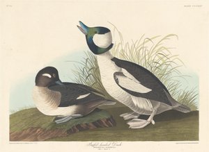 Buffelkop-eend, 1836 door Robert Havell
