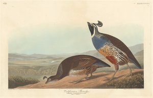 Californische Patrijs, 1838