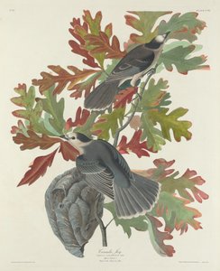 Canada gaai, 1831