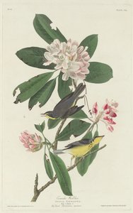 Canada Zanger, 1831 door Robert Havell