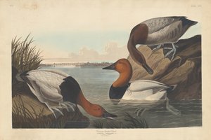 Canvasrug-eend door Robert Havell