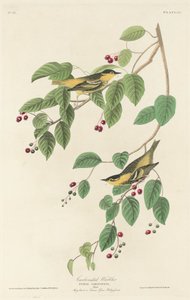 Koolmees, 1829