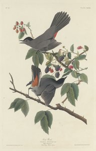 Katvogel, 1832