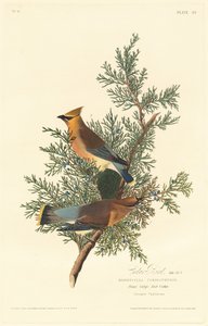 Cedar Bird, 1828