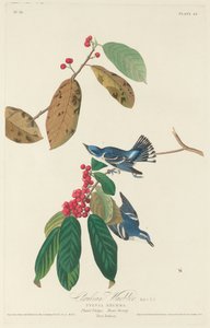 Cerulean Zanger