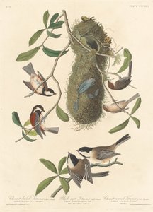 Kastanjebruine Mees, Zwartkopmees en Kastanjekopmees, 1837