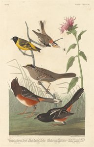 Kastanjekleurige Vink, Zwartkop Sijs, Zwartkroon Gors en Arctische Grondvink, 1837 door Robert Havell
