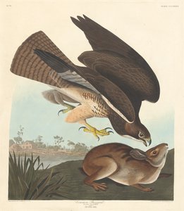 Buizerd, 1837 door Robert Havell