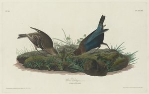 Koevink