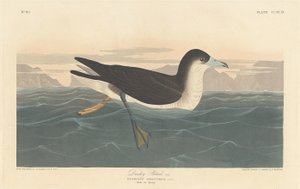 Donkere Stormvogel, 1836 door Robert Havell