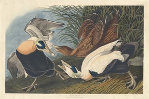 Eidereend, 1835