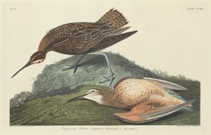 Esquimaux-wulp (1834)