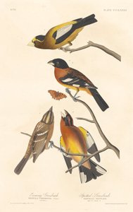 Avondgrosbeak en Gevlekte Grosbeak, 1837 door Robert Havell