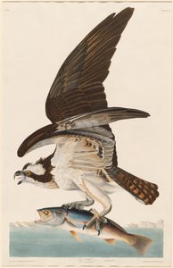 Visarend, 1830