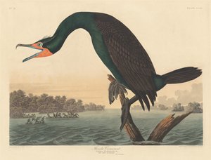 Florida Aalscholver