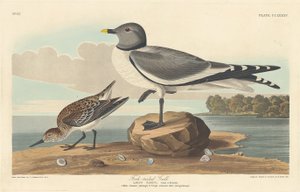 Vorkstaartmeeuw, 1835 door Robert Havell