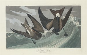 Vorkstaartstormvogel, 1835 door Robert Havell