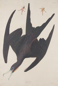 Fregat Pelican door Robert Havell