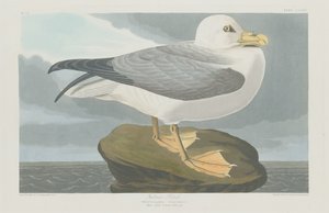 Fulmer Stormvogel
