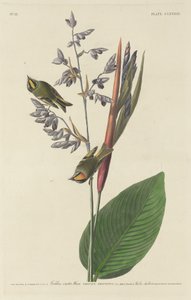 Goudhaantje, 1833