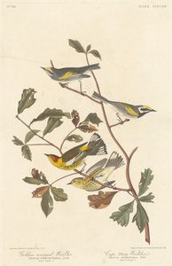 Goudvleugelzanger en Kaapse Mayzanger, 1838