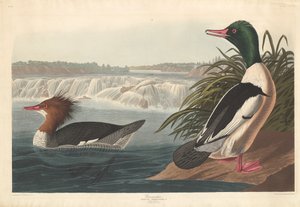 Zaagbek, 1836 door Robert Havell