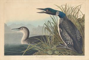 Grote noordelijke duiker of Loon door Robert Havell