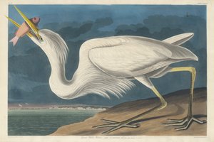 Grote witte reiger door Robert Havell