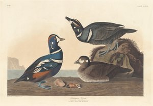 Harlekijneend door Robert Havell