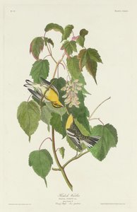 Hemlockzanger, 1832