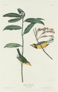 Geelkapzanger, 1831