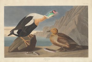 Koning Eend, 1835
