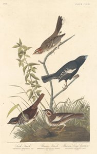 Lark Finch, Prairie Finch en Brown Song Sparrow, 1837 door Robert Havell