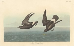 Kleine Stormvogel, 1836 door Robert Havell