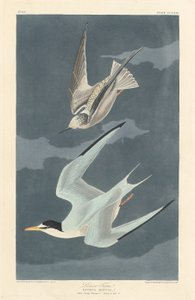 Dwergstern, 1836 door Robert Havell