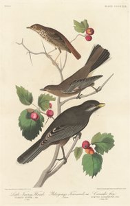 Kleine roodbruine lijster, 1838 door Robert Havell