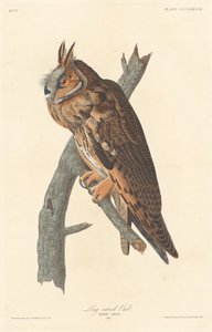 Langooruil (1837)