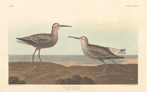 Langpootstrandloper door Robert Havell