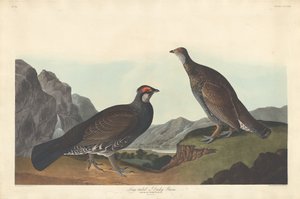 Langstaart of Donkere Korhoen, 1837