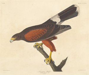 Louisiana Havik door Robert Havell