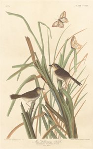 MacGillivray
