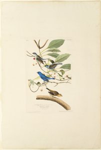 Mannelijke Indigo Vogel door Robert Havell