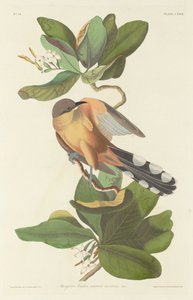 Mangrovekoekoek, 1833